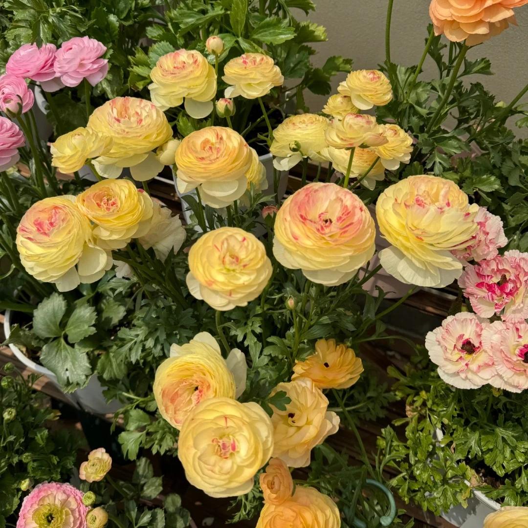 Lukovice ljutića – nježne, elegantne, nezaboravne 🌸-HR