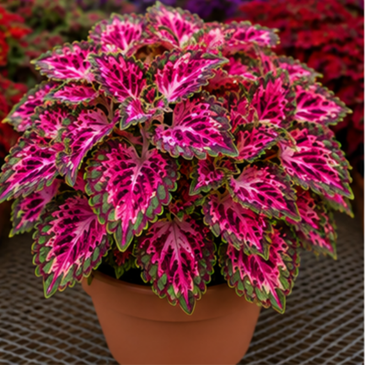 🌿Βολβοί Coleus🌷 – Γεμίστε τον κήπο σας με χρώμα🌈-GR