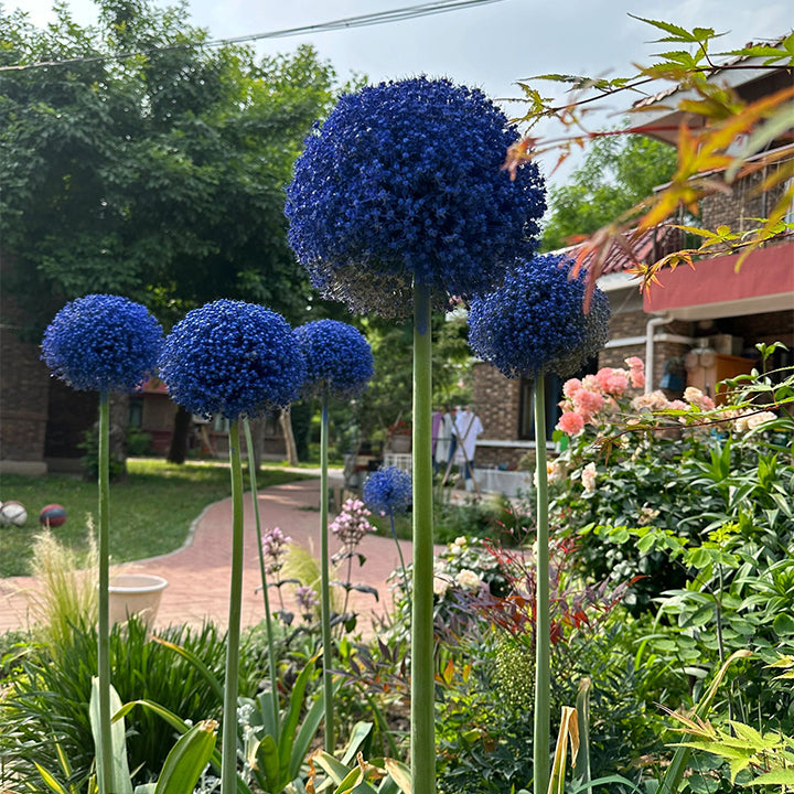 Okrasni cvet čebule (Allium Giganteum)-SI