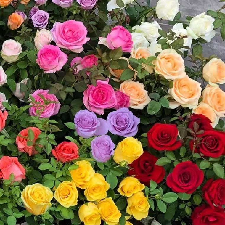 🔥GRAN VENTA - 50% DE DESCUENTO🔥Semillas de rosas en diferentes colores💐-ES