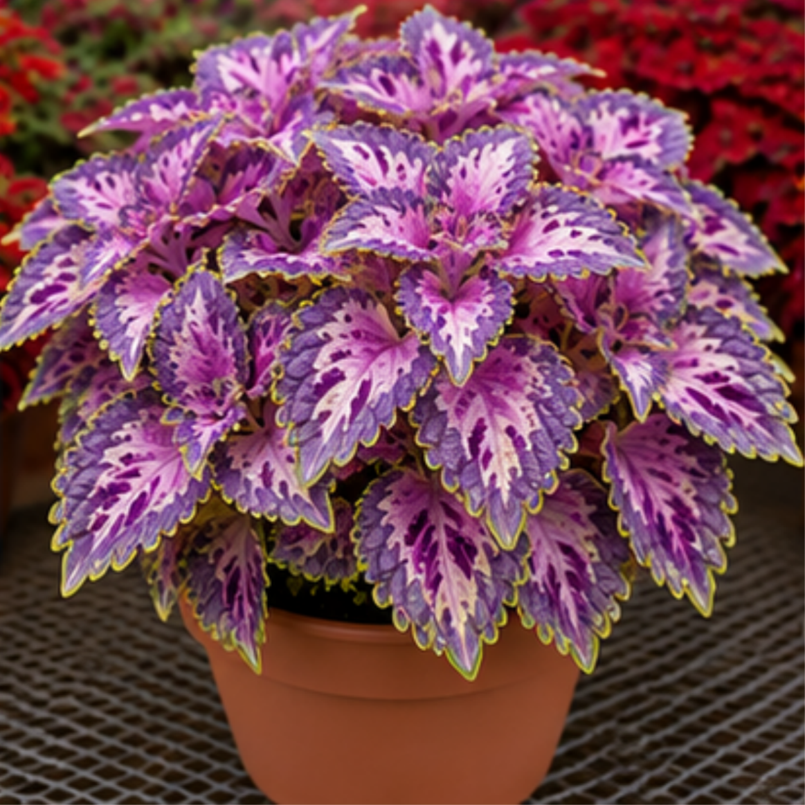 🌿Βολβοί Coleus🌷 – Γεμίστε τον κήπο σας με χρώμα🌈-GR