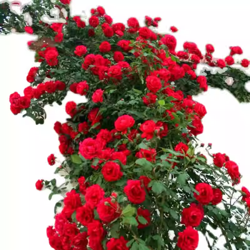 Semena vzpenjajoče se vrtnice🌹-SI