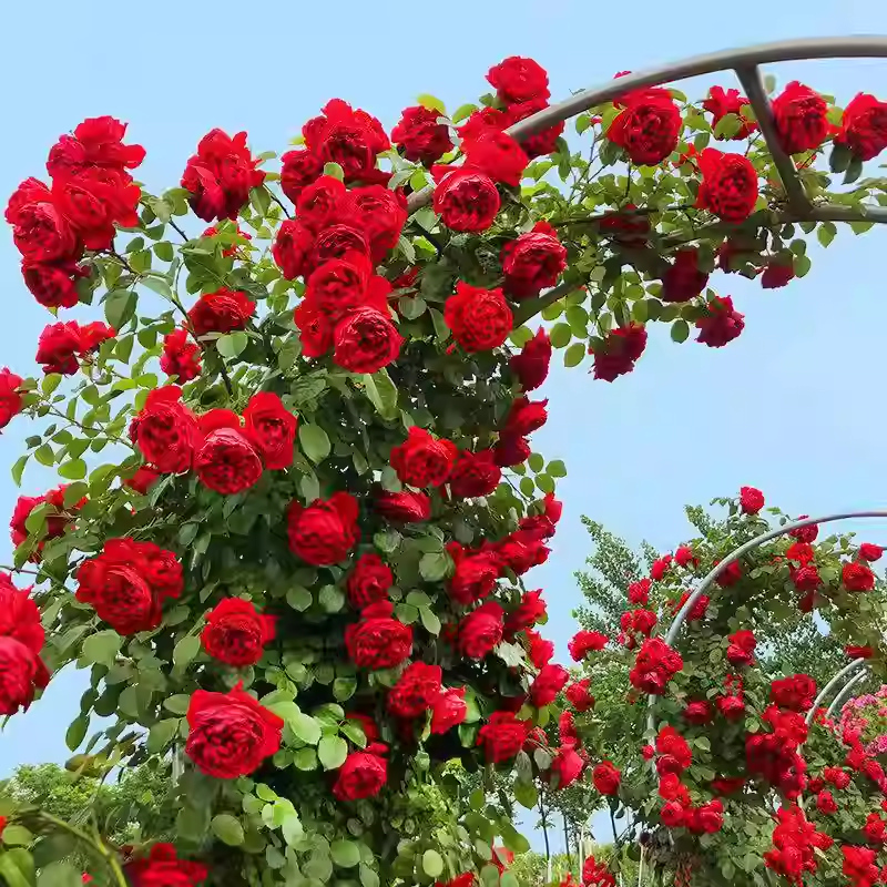 Semena vzpenjajoče se vrtnice🌹-SI