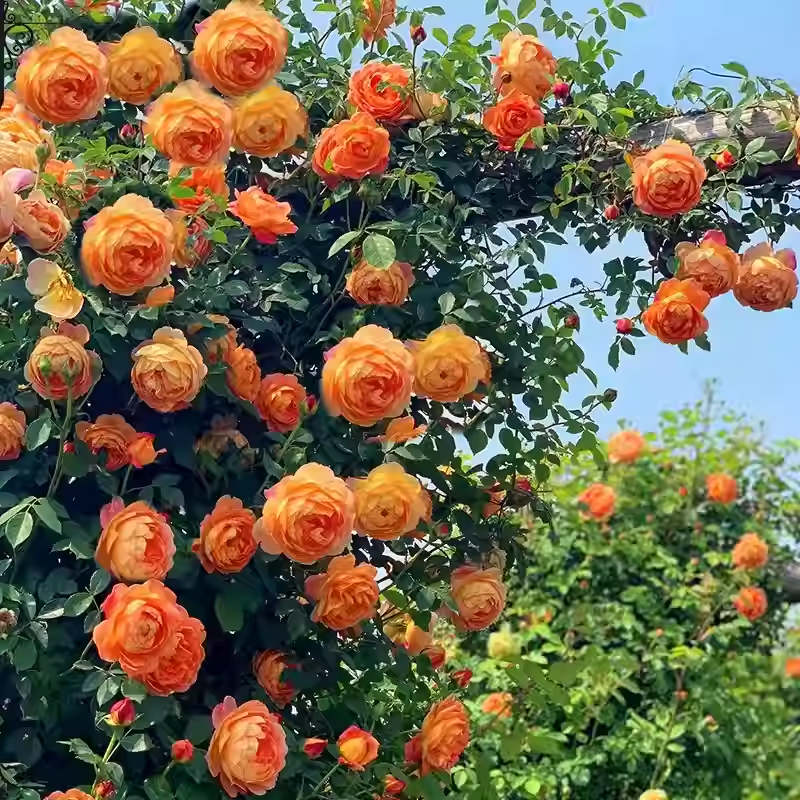 Semena vzpenjajoče se vrtnice🌹-SI