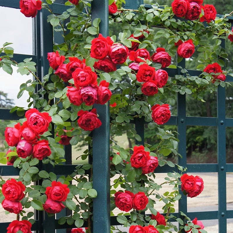Semena vzpenjajoče se vrtnice🌹-SI