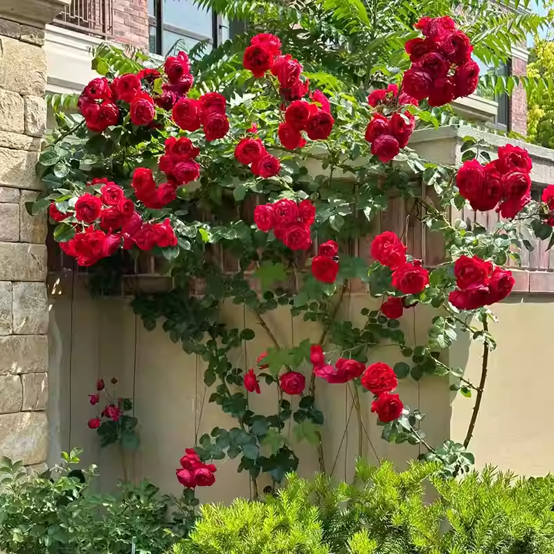 Semena vzpenjajoče se vrtnice🌹-SI