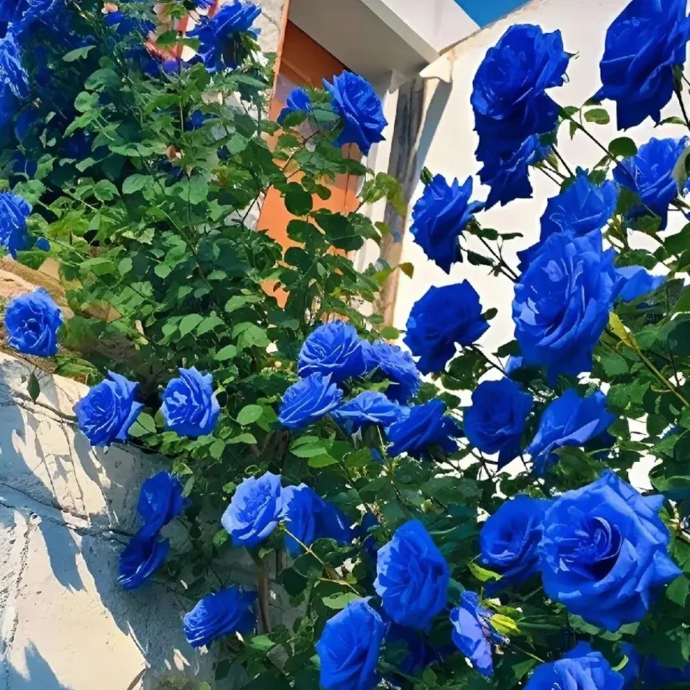 Semena vzpenjajoče se vrtnice🌹-SI