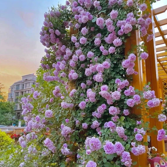 Semena vzpenjajoče se vrtnice🌹-SI