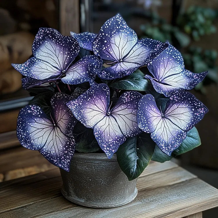 🌟Hosta Azul Noche-Añade un toque de color brillante a tu hogar!🌟-ES