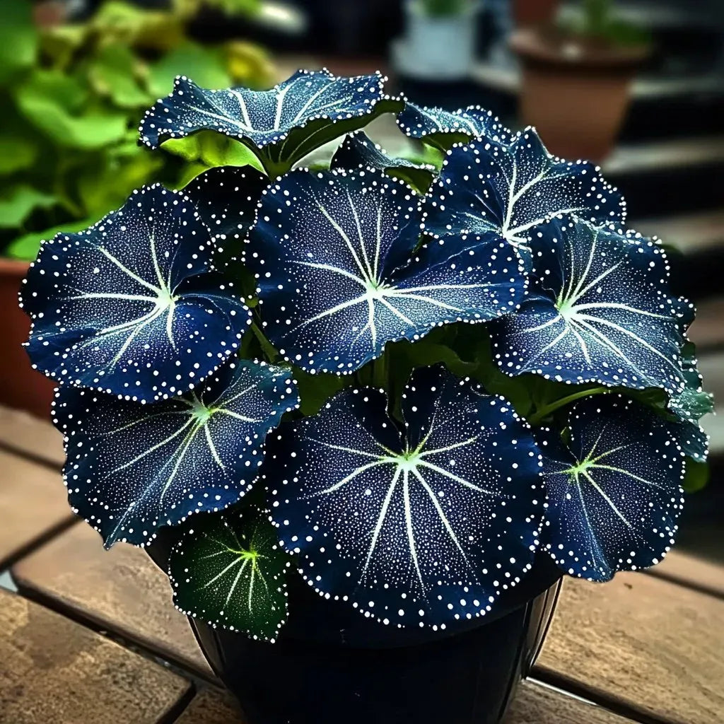 🌟Hosta Azul Noche-Añade un toque de color brillante a tu hogar!🌟-ES