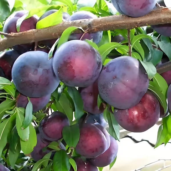 🍑 Cepljena semena sliv, gensko nespremenjena, iz dediščinskih sort-SI
