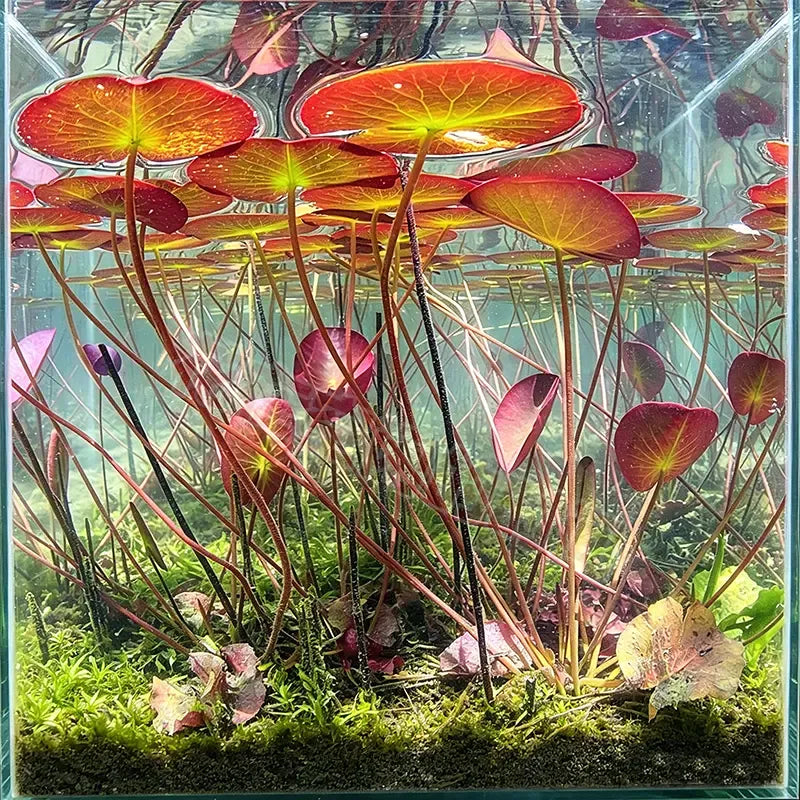 🐟Raíces de loto rojo hidropónico🌿 Convierte tu acuario en un jardín vivo-ES