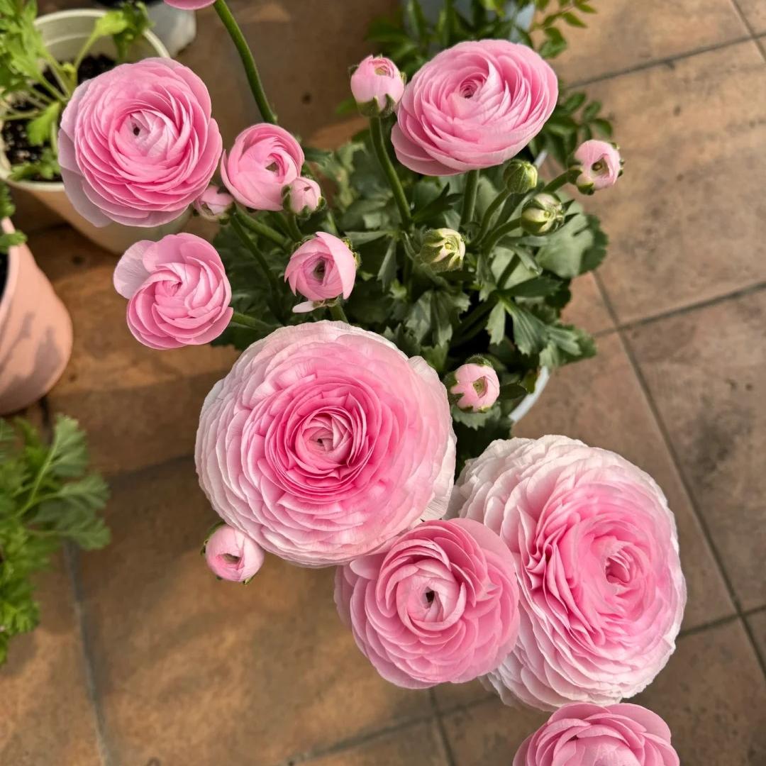 Lukovice ljutića – nježne, elegantne, nezaboravne 🌸-HR