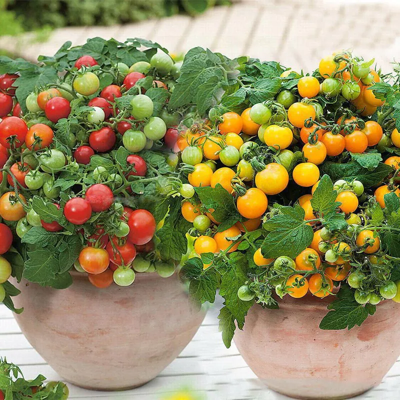 🍅🍅Νανοί σπόροι ντομάτας σε γλάστρες-GR