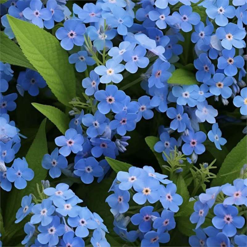 Sjeme zaboravnika Blue Memory – Cvijeće za seoski vrt provjerene kvalitete 🌿💙-HR