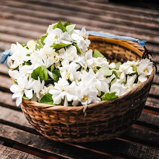 AKCIJAS PĒDĒJĀ DIENA - 49% ATLAIDE 🌸Skaists jasmīna augs podā (var stādīt ziemā)🌸-LV