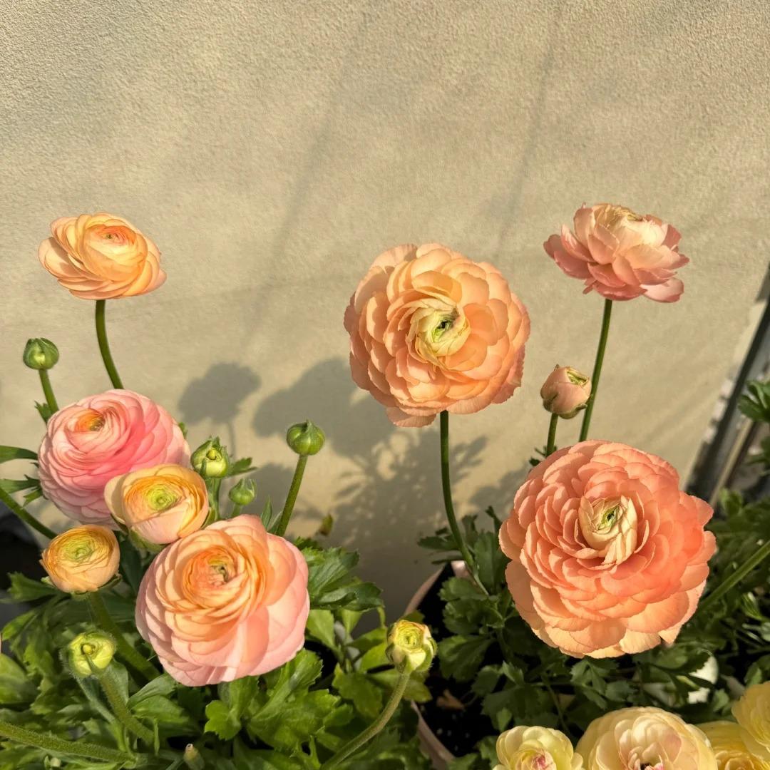 Lukovice ljutića – nježne, elegantne, nezaboravne 🌸-HR