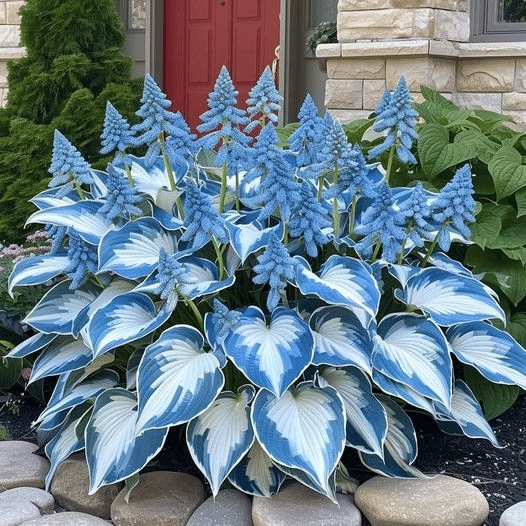 🔥Último día de venta🔥Semillas de hosta premium raras🌿Planta tolerante a la sombra-ES