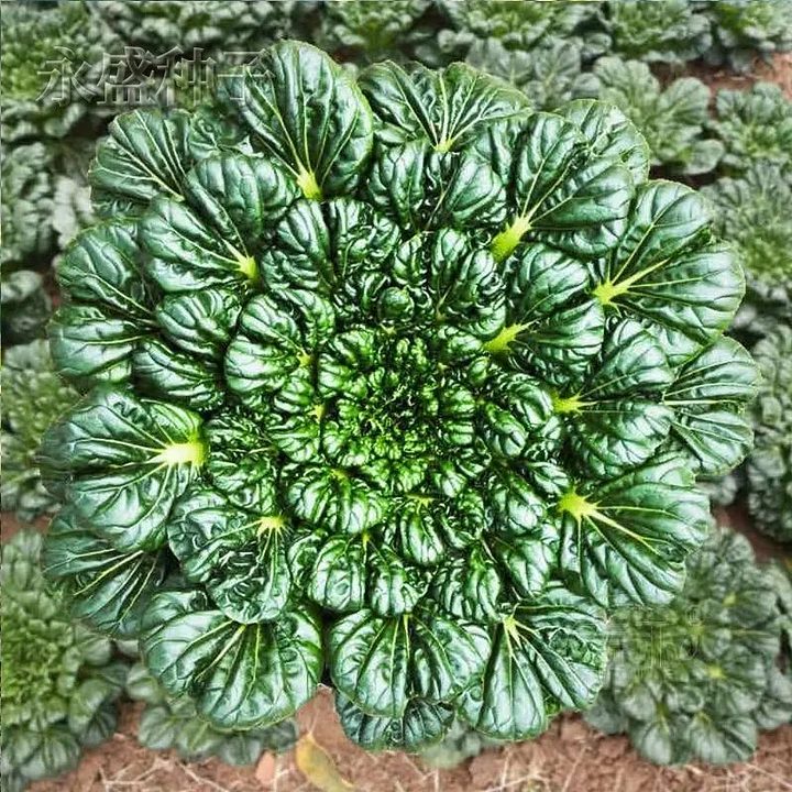 Σπόροι Brassica Narinosa (WuTat Choy)-GR