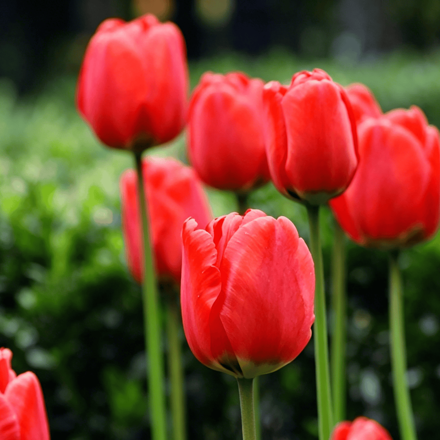 🌷Rijetko sjeme tulipana – šareni proljetni cvjetovi za lonce, obrube i vrtove-HR