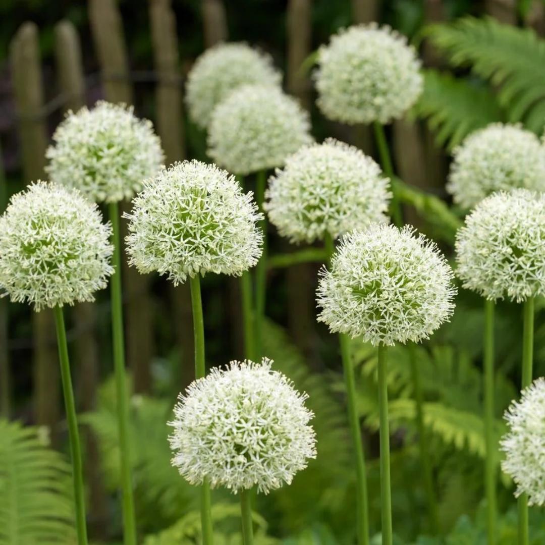 Okrasni cvet čebule (Allium Giganteum)-SI