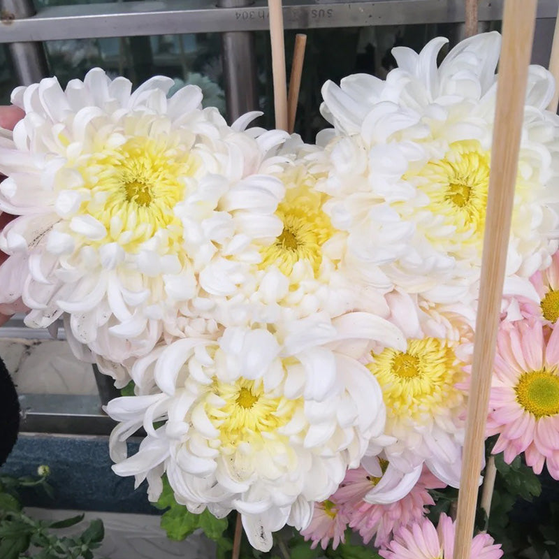 🌺Άνθος Κομψότητας🌼Σπόροι Γιγάντιου Χρυσάνθεμου-GR
