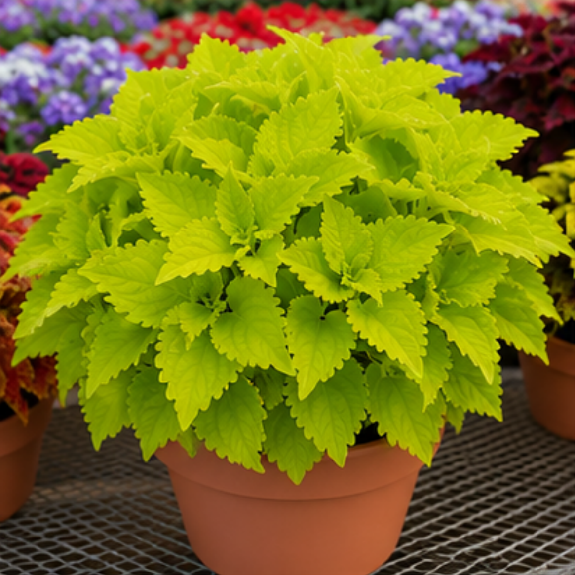 🌿Βολβοί Coleus🌷 – Γεμίστε τον κήπο σας με χρώμα🌈-GR