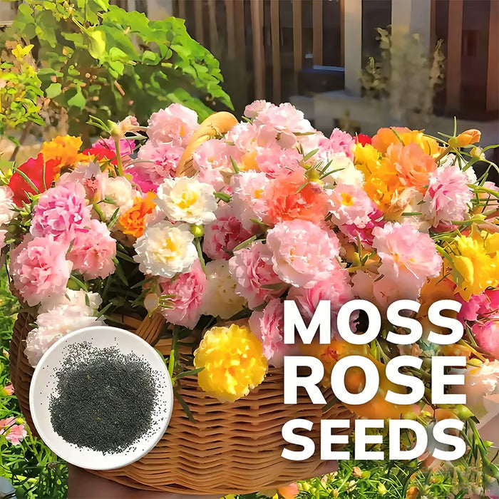 💫🌸ΑΓΟΡΑΣΤΕ 1, ΠΑΡΤΕ 1 ΔΩΡΕΑΝ | Moss Rose🌿Πολυετείς σπόροι λουλουδιών με συμπλήρωμα ανάπτυξης φυτών-GR