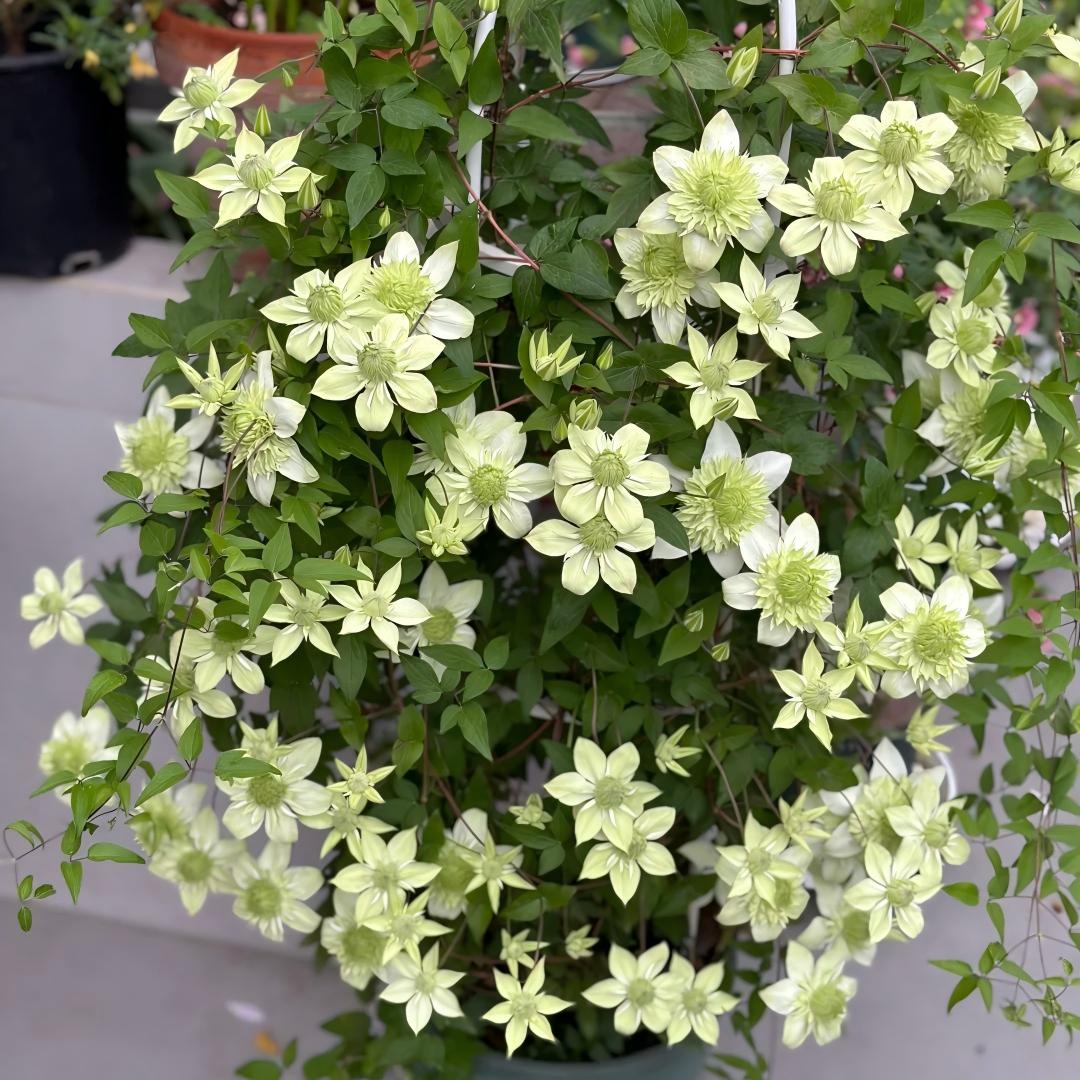 Clematis sėklos – vynmedžių karalienė-LT