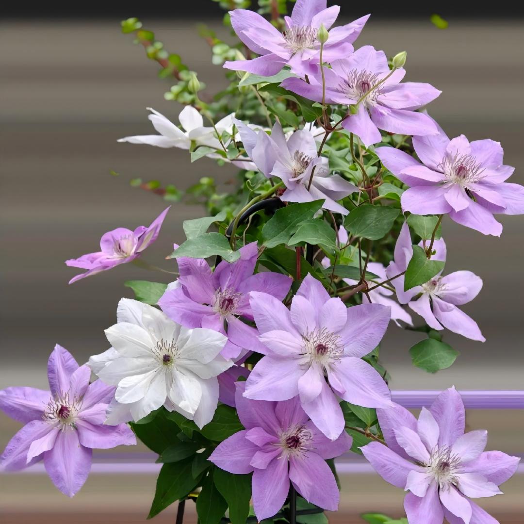 Clematis sėklos – vynmedžių karalienė-LT