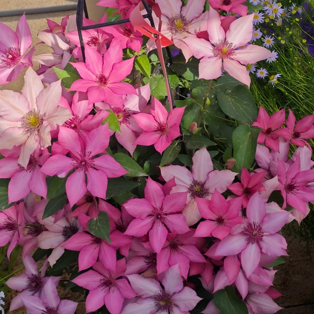 Clematis sėklos – vynmedžių karalienė-LT