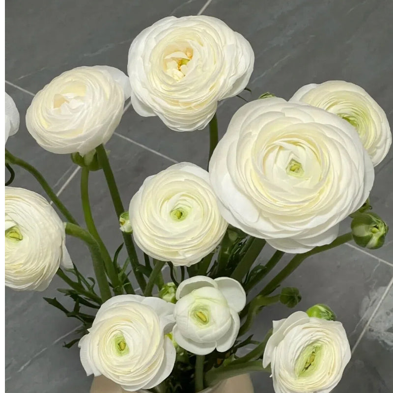 Lukovice ljutića – nježne, elegantne, nezaboravne 🌸-HR