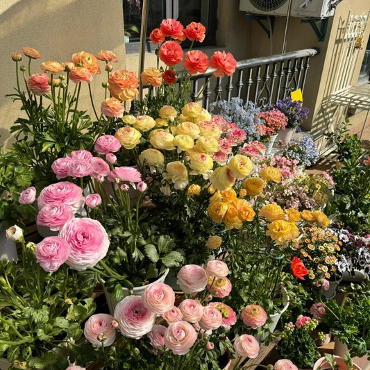 Lukovice ljutića – nježne, elegantne, nezaboravne 🌸-HR