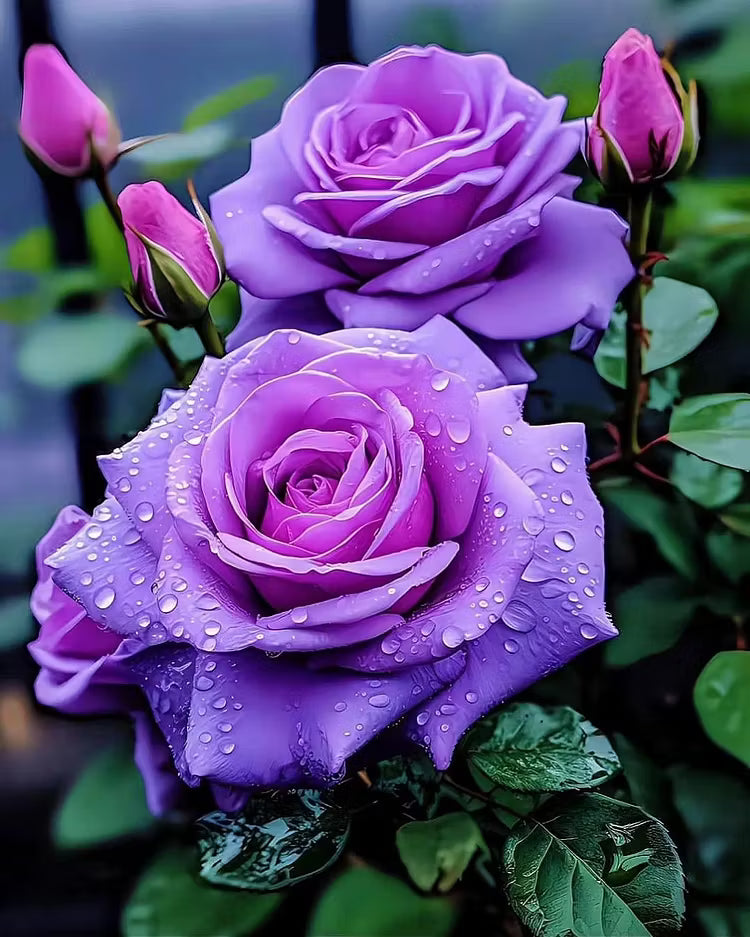 🟣 Retas augalas su tamsiai violetine rože – gyvas daugiametis krūmas-LT