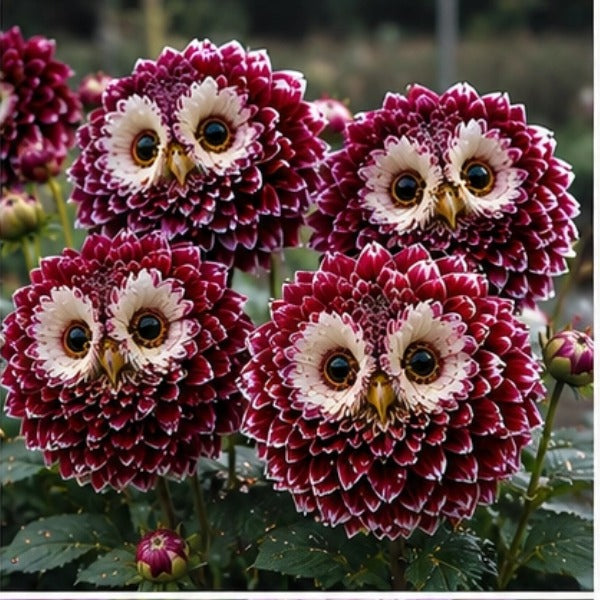 ✨ Čarobne rastline 🦉 Spoznajte čebulice dalije s sovookim očesom-SI