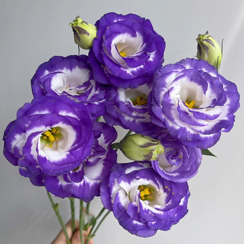 🔥Posljednji dan prodaje💝Eustoma Thornless Rose💐Sjemenke Lisianthusa-HR