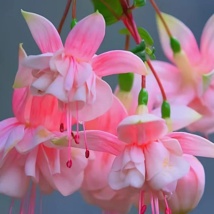 🌺Semillas de fucsia - Flor de linterna-ES