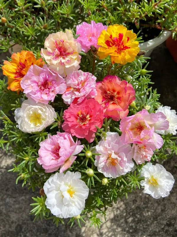 🌸Sjeme mahovine ruže – 🌿Sjeme višegodišnjeg cvijeća / Veliko cvijeće / Lako za uzgoj-HR