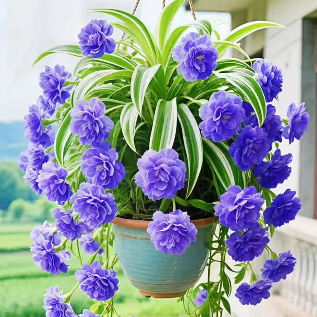Semena/čebulice rastline pajek Grand Bloom 💐 Naravna viseča mojstrovina barv in gracioznosti-SI