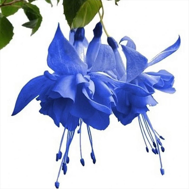 🌺Semillas de fucsia - Flor de linterna-ES