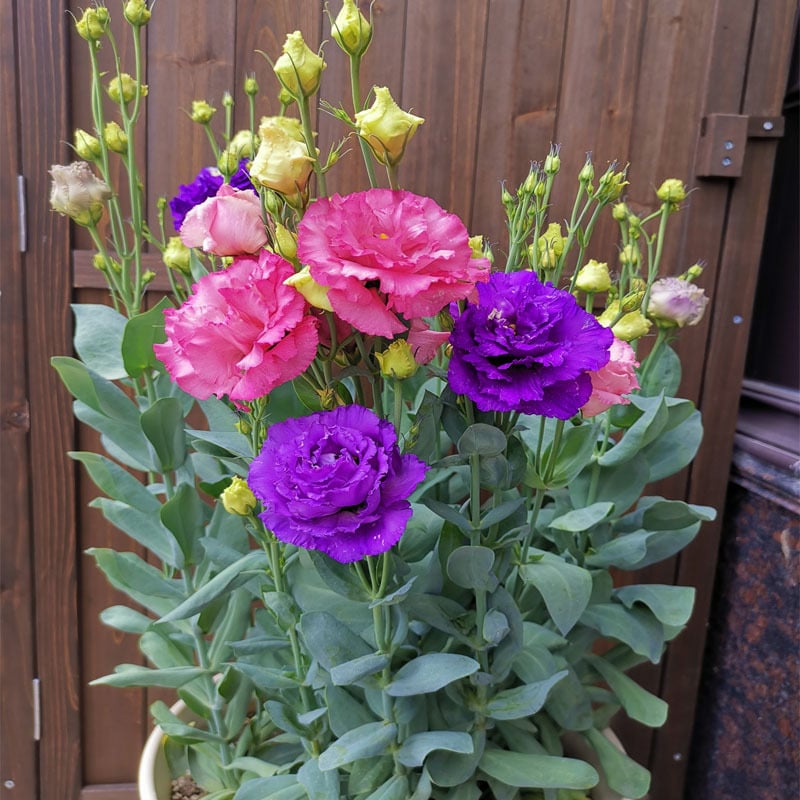 🔥Posljednji dan prodaje💝Eustoma Thornless Rose💐Sjemenke Lisianthusa-HR