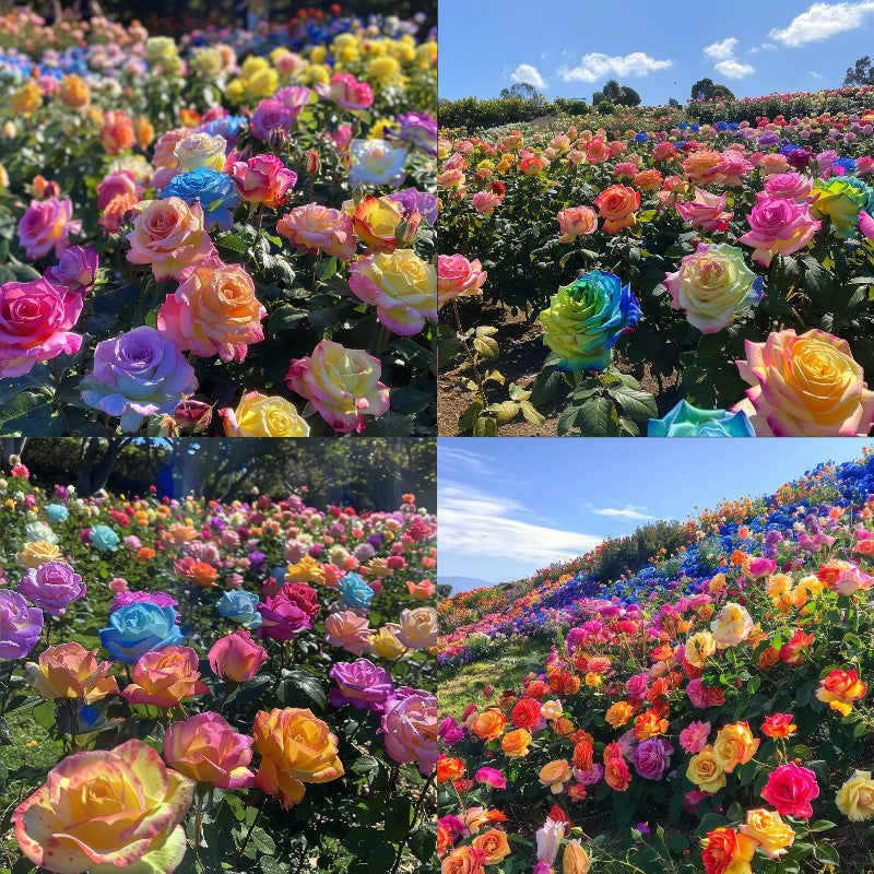 🔥GRAN VENTA - 50% DE DESCUENTO🔥Semillas de rosas en diferentes colores💐-ES
