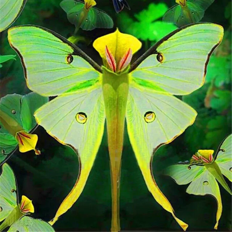 Semillas de flores de mariposa ángel mágico-ES