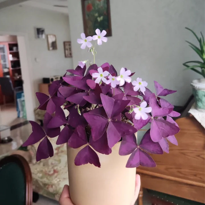 💜Violetinės sėkmės rūgštynių svogūnėliai-LT