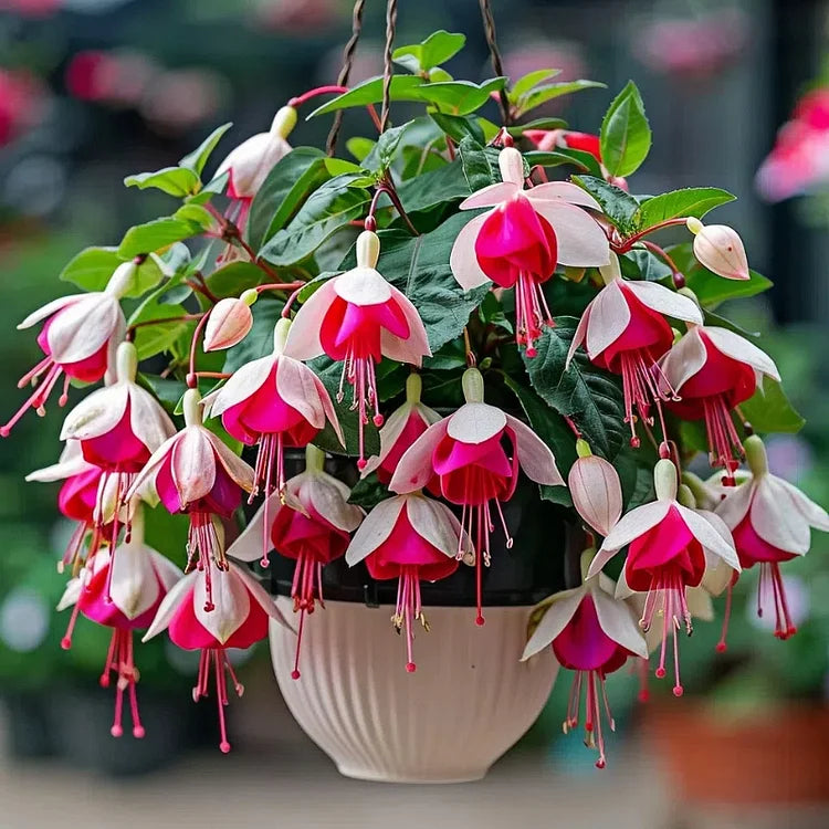 🌺Semillas de fucsia - Flor de linterna-ES