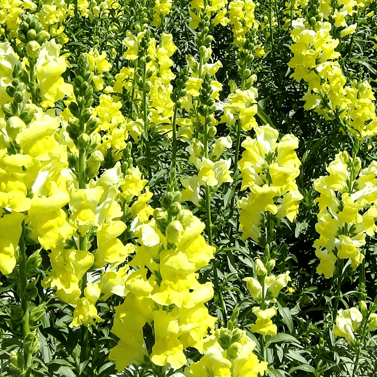 „Royal Garden Snapdragon“ sėklos – sodininkų pasirinkimas, norintiems aukštų, spalvingų skintų gėlių 🌸-LT