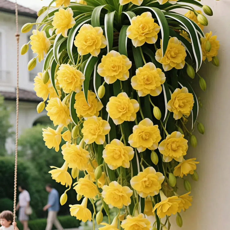 Semena/čebulice rastline pajek Grand Bloom 💐 Naravna viseča mojstrovina barv in gracioznosti-SI