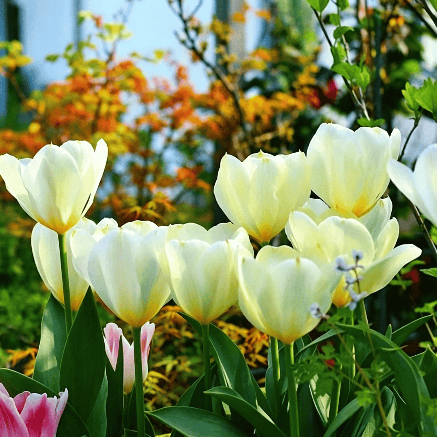 🌷Rijetko sjeme tulipana – šareni proljetni cvjetovi za lonce, obrube i vrtove-HR