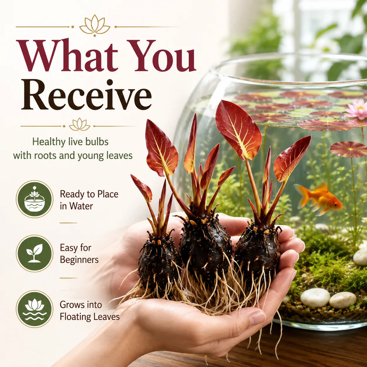 🐟Raíces de loto rojo hidropónico🌿 Convierte tu acuario en un jardín vivo-ES