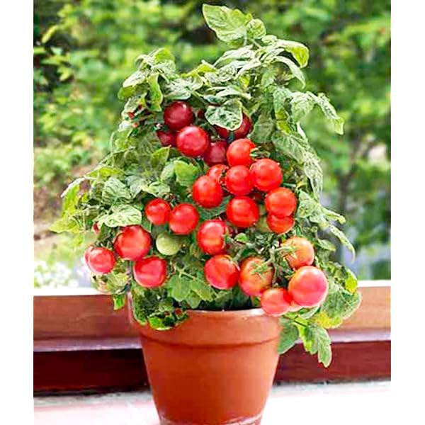 🍅🍅Νανοί σπόροι ντομάτας σε γλάστρες-GR